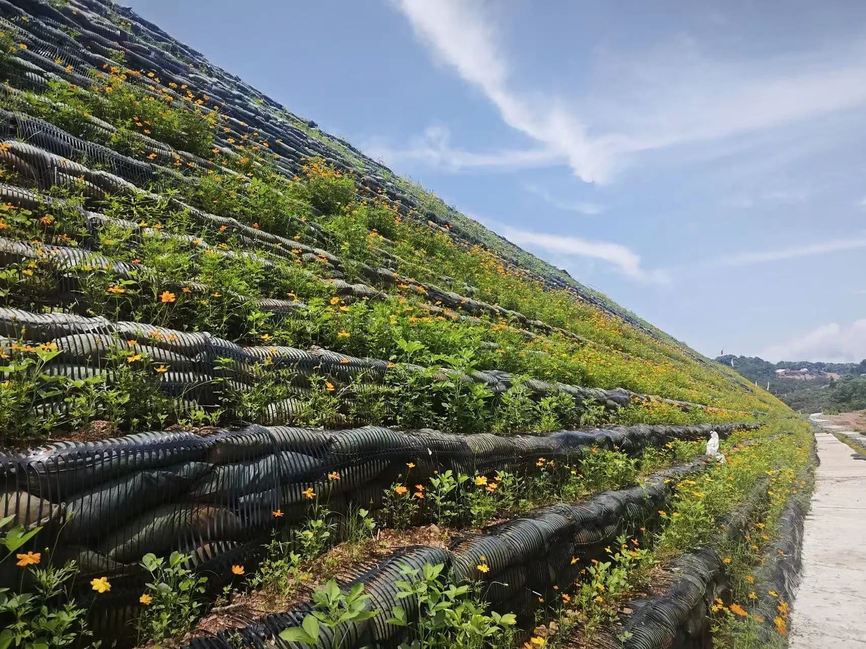 Vegetated reinforced soil slope on a client project.